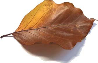 Herbstblatt_Aktuelles